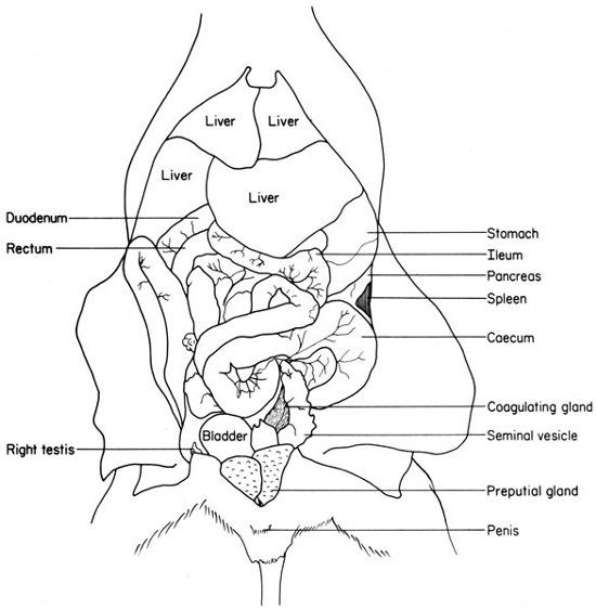 Rat Anatomy Dissection : 네이버 블로그