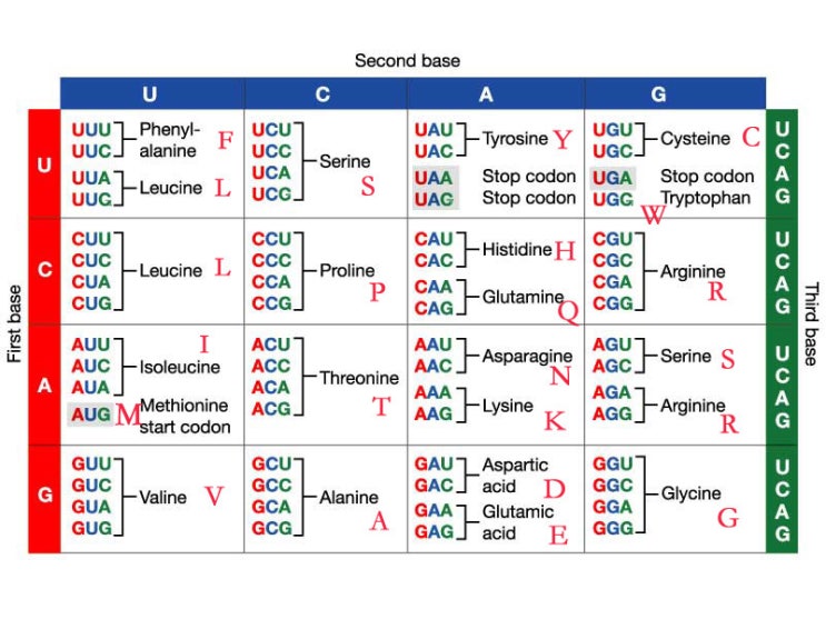 표준 코돈표 codon Genetic code : 네이버 블로그