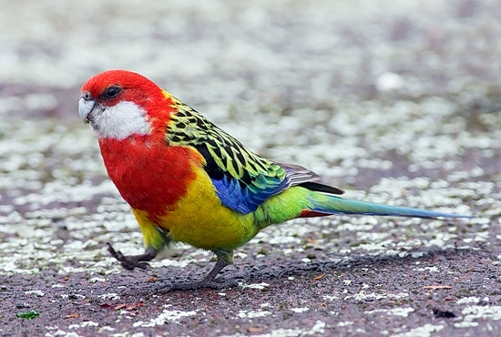 Rosella 5