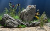 dream aquarium 1.24 full version free download