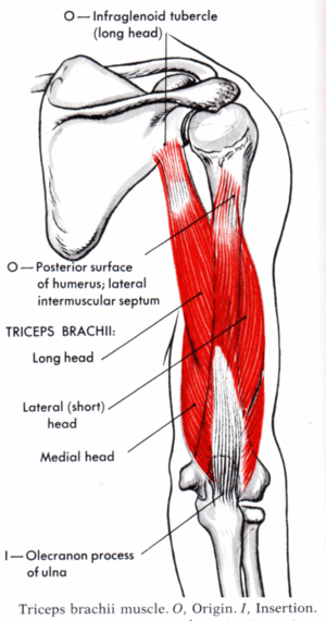 상완 삼두근(Triceps Brachii) : 네이버 블로그