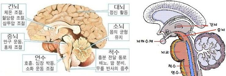 중뇌 Midbrain : 네이버 블로그