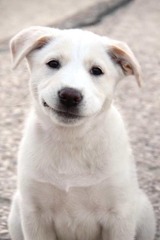 [예쁜 강아지]@@@@사진 : 네이버 블로그