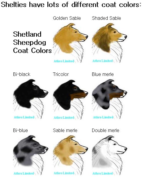 puppy color calculator sheltie color calculator breeds picture puppy color calculator sheltie color calculator breeds picture
