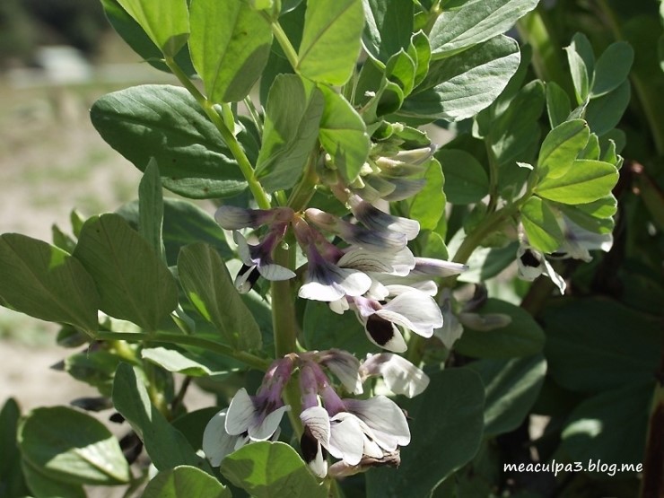 俳句 空豆の花 小林一茶 하이쿠 누에콩 꽃 고바야시 잇사 54 네이버 블로그