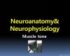 hypotonia muscle synergy