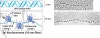 [분자생물학] 고단계 염색질 구조(High-level Chromatin Structure) : 네이버 블로그