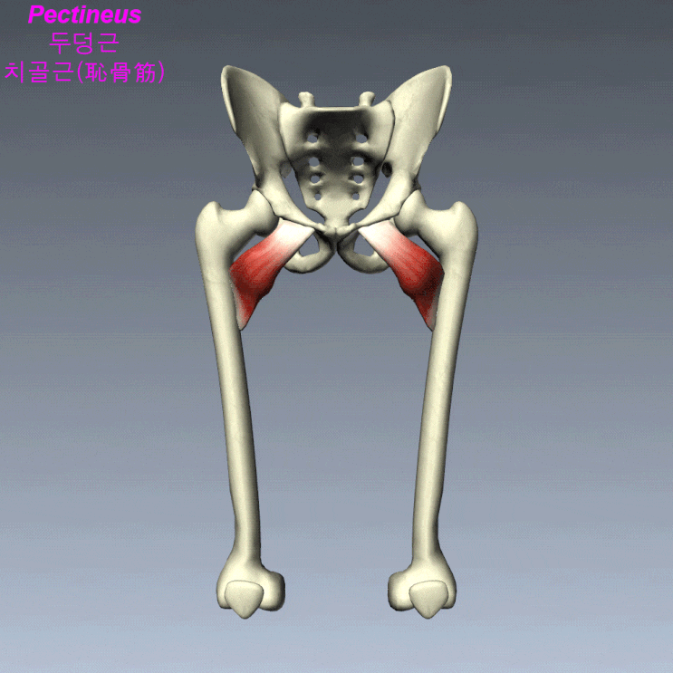 넙다리(대퇴)의 근육 11 Pectineus 두덩근 치골근(恥骨筋) 네이버 블로그