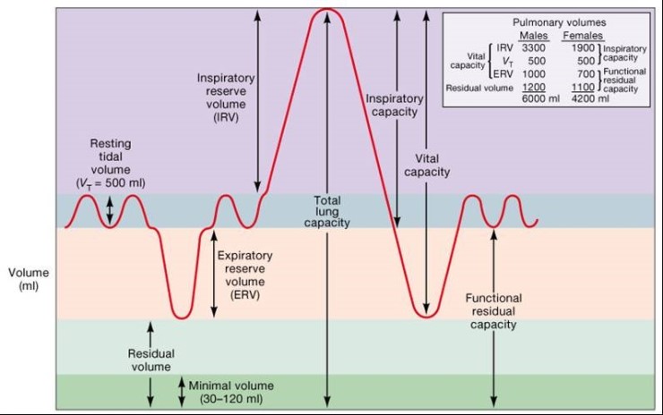 [생리학] 호흡 곡선(Spirogram) : 네이버 블로그