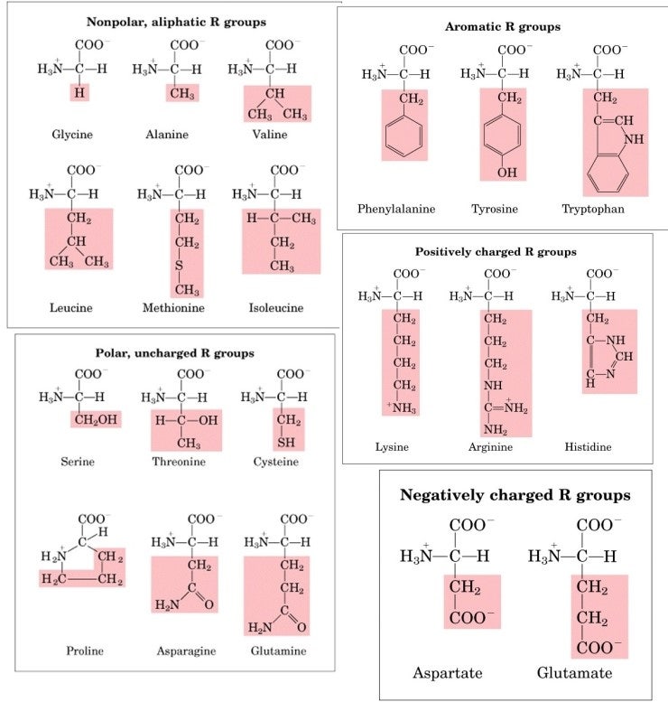[meet 생물] 아미노산의 분류, 아미노산의 등전점(pI) 네이버 블로그