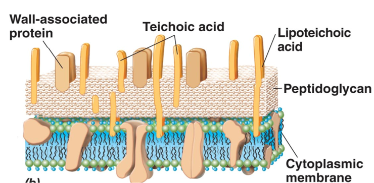 cell-wall-2