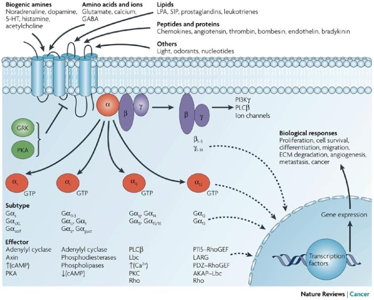 g-g-protein-coupled-receptors