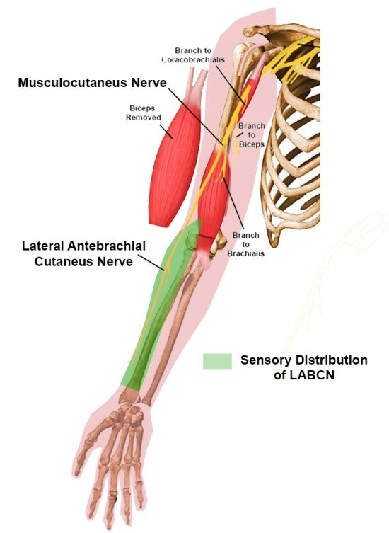 Lateral antebrachial cutaneous nerve : 네이버 블로그