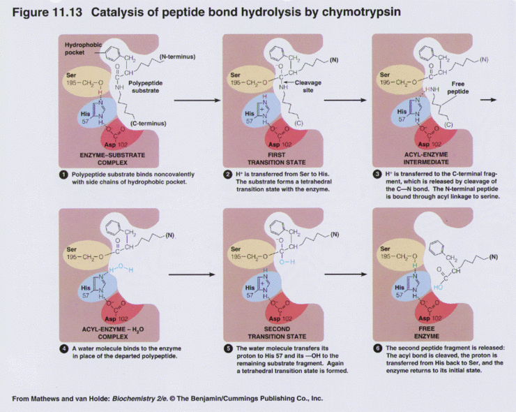 [장하림의 생화학] 10. MichaelisMenten, Km, kcat, kcat/Km, allosteric enzyme