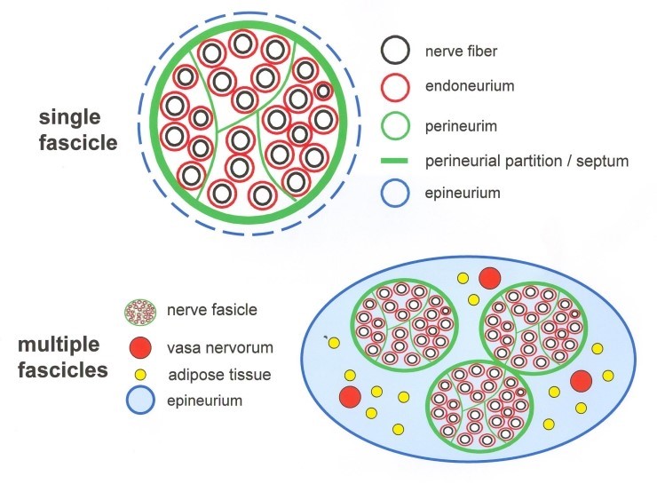 디스크 탈출증과 헷갈리기 쉬운 신경포착증후군의 개념에 대하여 (신경의 구조와 신경압박증후군, 신경포착증후군,신경외과적 질환