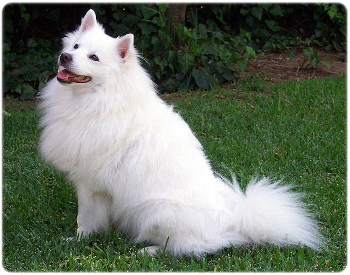 12. 개 종류 아메리칸 에스키모 (American Eskimo) 네이버 블로그