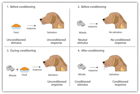 Classical Conditioning Quizlet Examples