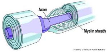 Myelin sheath location picture
