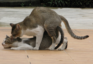 Have Cats And Dogs Ever Mated Have Cats And Dogs Ever Mated