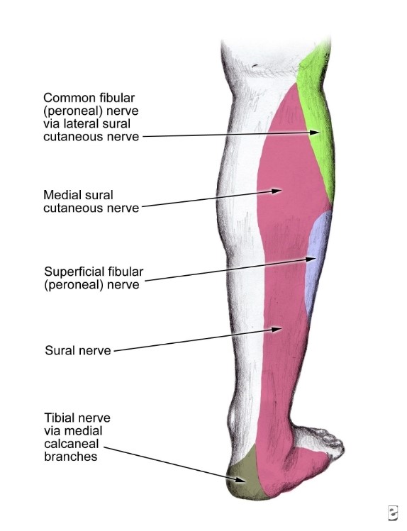 sural-nerve-entrapment