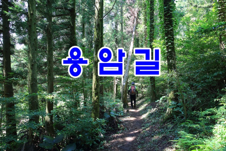 거문오름 트래킹 용암길/곶자왈과 내창이 있고 숲과 오름이 반겨주는 곳