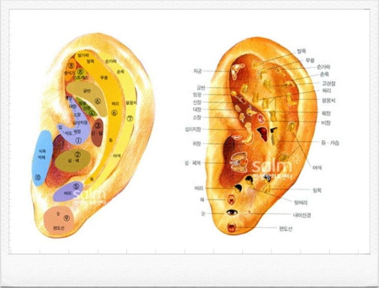 신체를 관장하는 귀 반사요법 귀 지압점 네이버 블로그 
