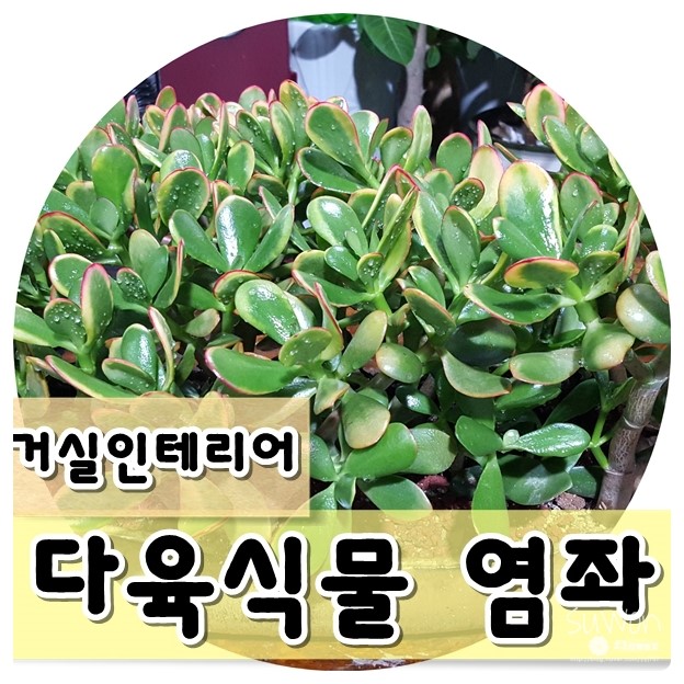 My Image 41