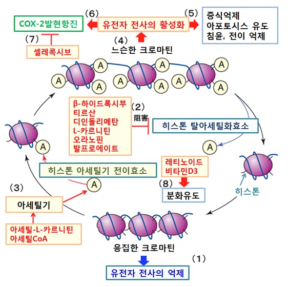 히스톤 아세틸화를 표적으로 한 암 치료 2 네이버 블로그