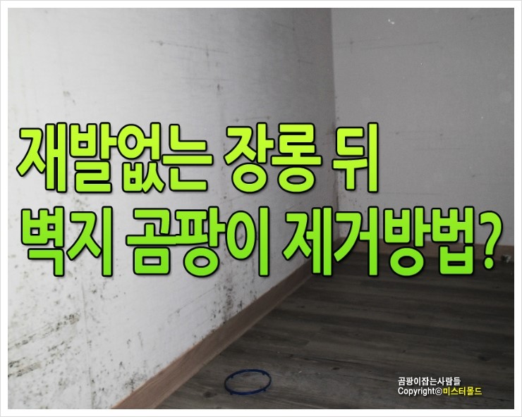 장롱 뒤 벽지 곰팡이 제거방법 네이버 블로그