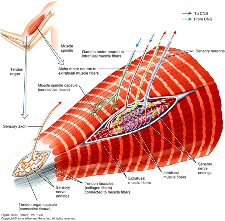 관절수용기, 신경근육방추, 신경근육방추의 기능, Neuromuscular Spindle, 신경힘줄방추의 기능, Golgi