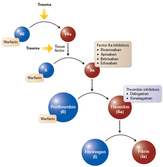 Heparin AntiXa, 헤파린 항 Xa 검사의 의미와 활용 네이버 블로그
