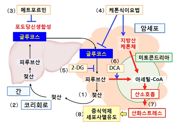 대사를 타깃으로 한 암 치료(6) 젖산 생성을 줄이는 암 치료 네이버 블로그
