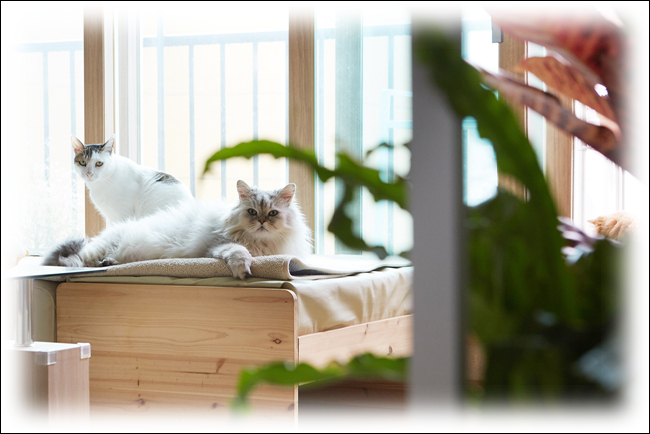 고양이 키우기 - 조심하실 점들 1편