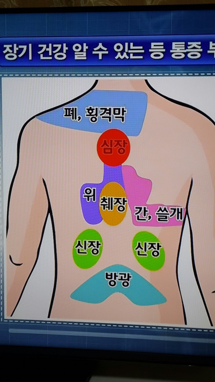 장기 건강알 수 있는 등 통증 부위 : 네이버 블로그
