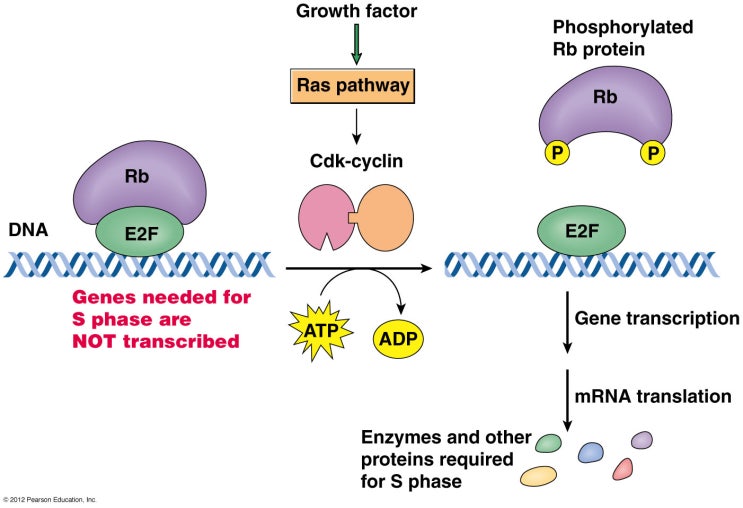 세포주기와 Rb 단백질 : 네이버 블로그 Biology Diagrams
