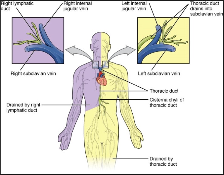 right lymphatic duct & thoracic duct : 네이버 블로그