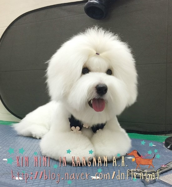 용인 수지 동천동 꼬똥 미용 꼬똥 드 툴레아 가위컷 두부 네이버 블로그