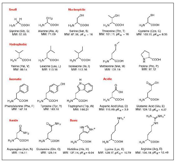 [대학교 생화학I] 아미노산 분류(Amino Acid Classification)/카이랄(Chiral, Stereocenter