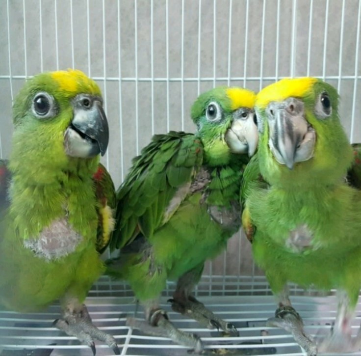 아마존 앵무 번식(Amazon Parrot Breeding) 네이버 블로그