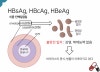 B형간염 항원 HBsAg HBeAg항체 HBsAb HBsAb의 의미 : 네이버 블로그