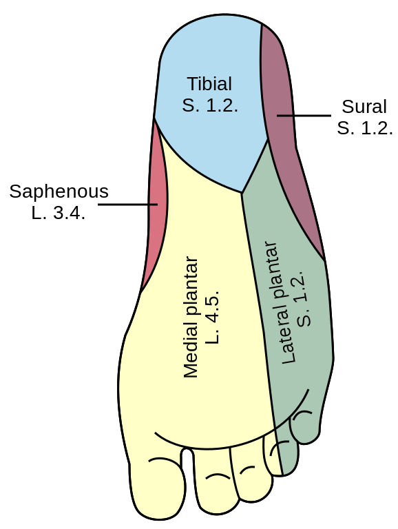 What Is The Bottom Back Part Of Your Foot Called