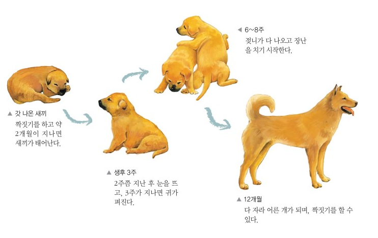 초등과학 3학년1학기 새끼를 낳은 동물의 한살이 알아보기 : 네이버 블로그