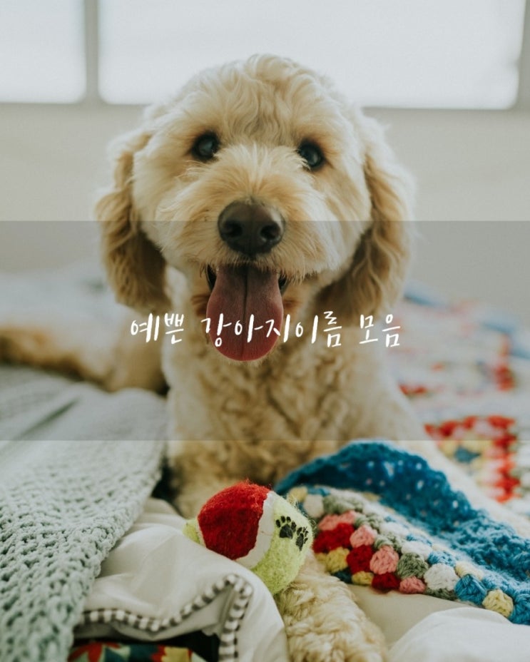 한글 예쁜 강아지이름 추천 & 해외강아지이름 top 20 : 네이버 블로그 한글 예쁜 강아지이름 추천 & 해외강아지이름 Top 20 : 네이버 블로그