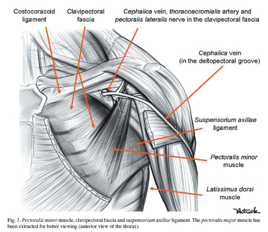 Cephalic vein : 네이버 블로그