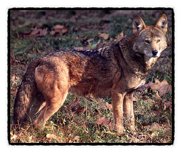 붉은늑대 Red Wolf 네이버 블로그