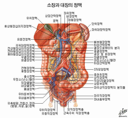 해부학적 위치에 따른 복통 원인 감별 네이버 블로그