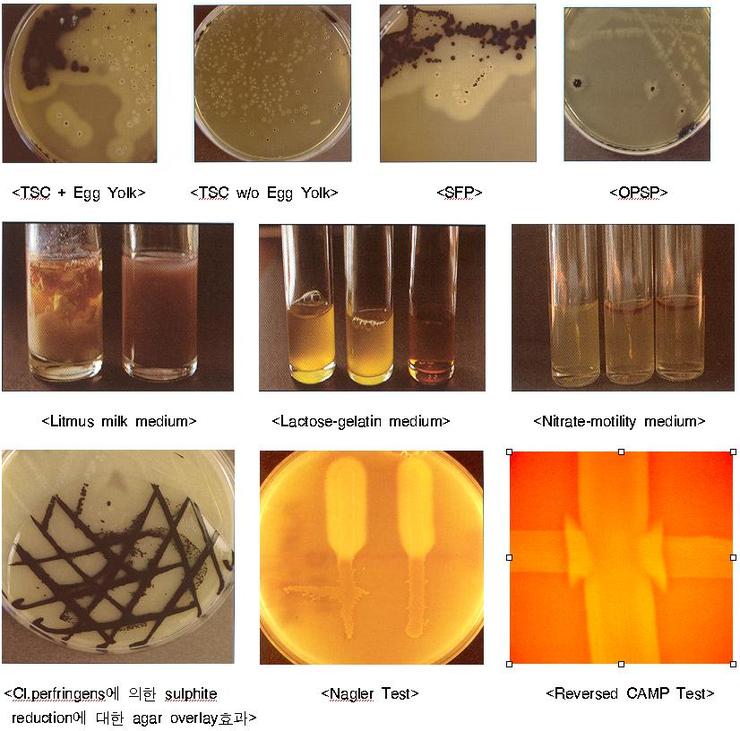 클로스트리디움 퍼프린젠스(Clostridium perfringens) 정성 정량 시험법 네이버 블로그